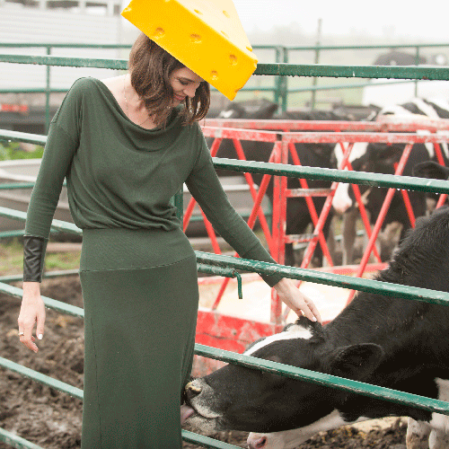 Cow eats dress.